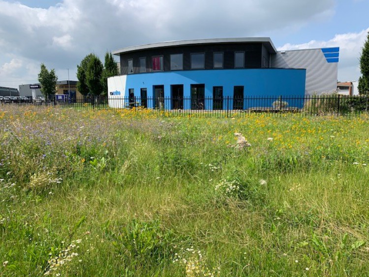 Foto Veldbloemenberm op wijnbergen